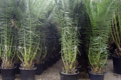 Phoenix canariensis 